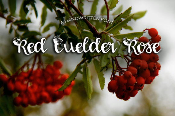 Red Guelder Rose: A Delicate Handwritten Font for Editorial Elegance